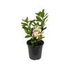 180mm Dwarf Bay Tree Baby Bay - Laurus nobilis 'BabyBay' Dwarf ...
