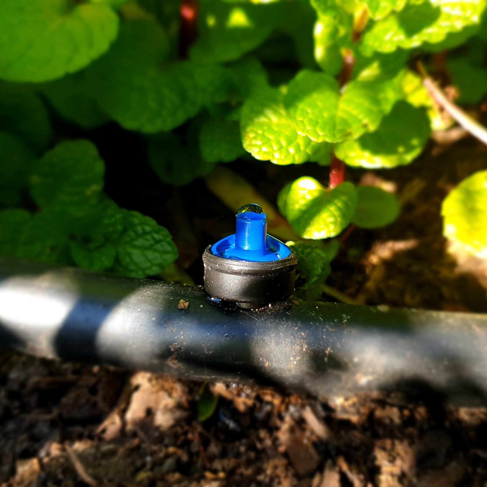 Maze 50 x PC Drippers with 25m Polytube Kit - Bunnings Australia