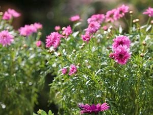 Pink flowers.