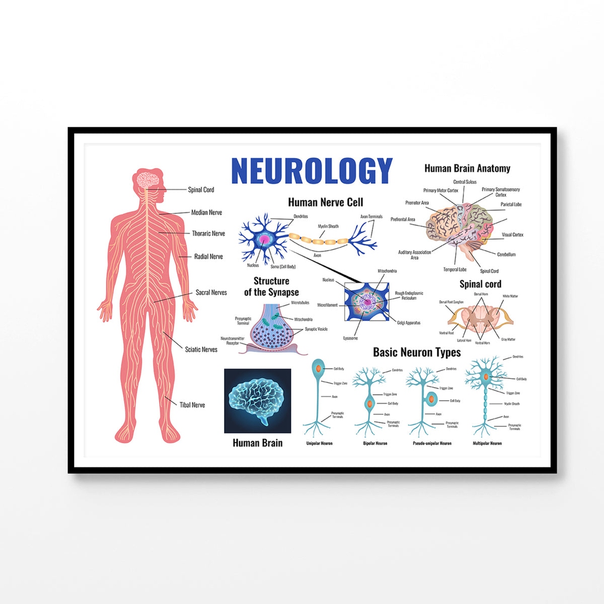 Neurology Parts of Human Body Print 100% Australian Made 120x90cm ...