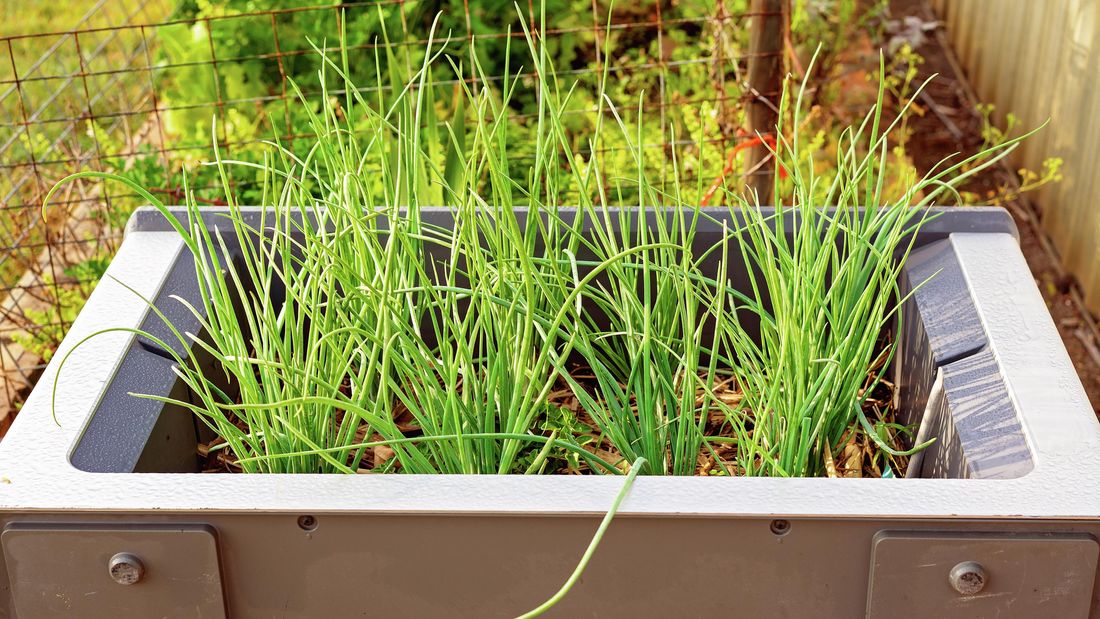 How To Grow Chives - Bunnings Australia