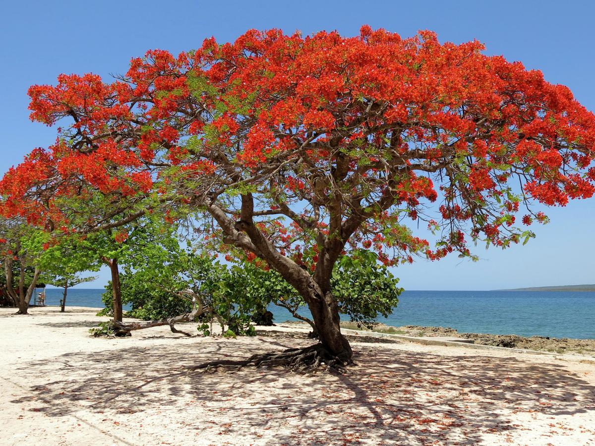 How To Grow And Care For A Poinciana Tree - Bunnings Australia