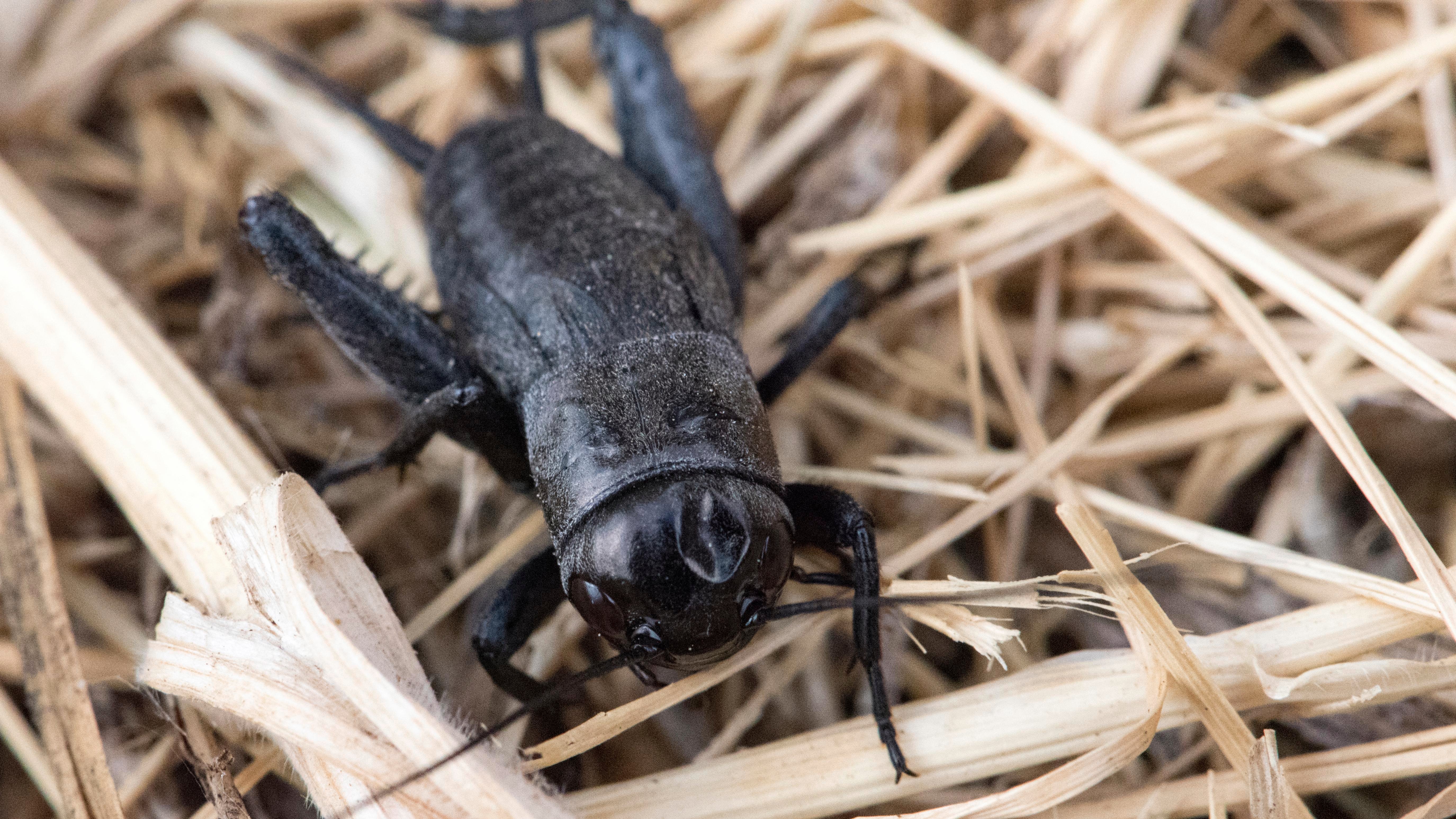 Close up shot of Black Field Cricket on dead grass