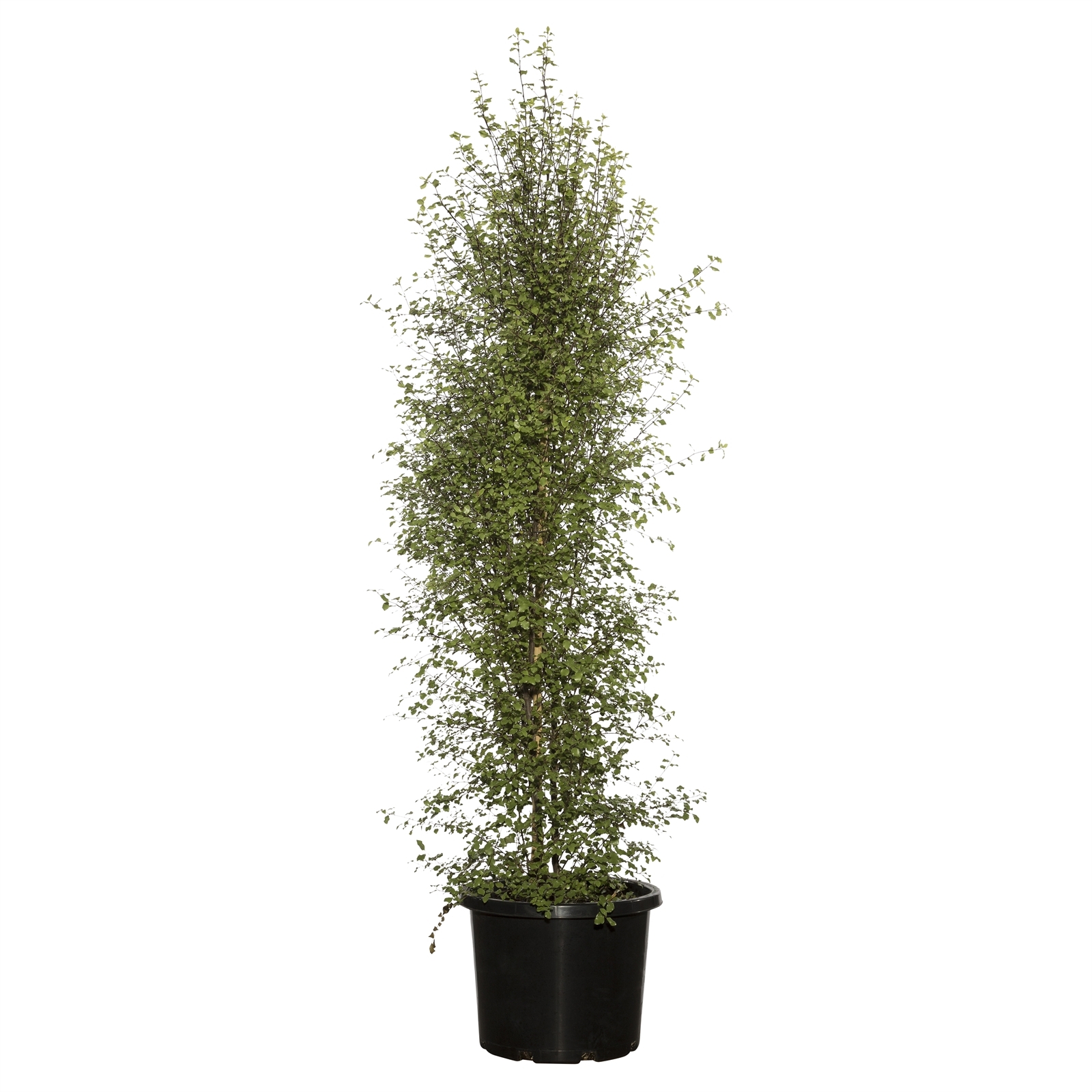 330mm Pittosporum Silver Sheen - Pittosporum tenuifolium - Bunnings ...