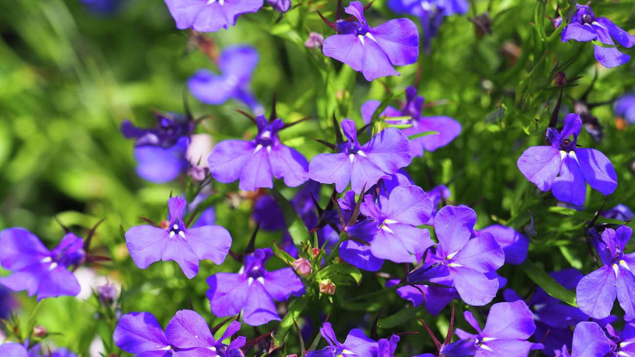 How To Grow Lobelia - Bunnings Australia