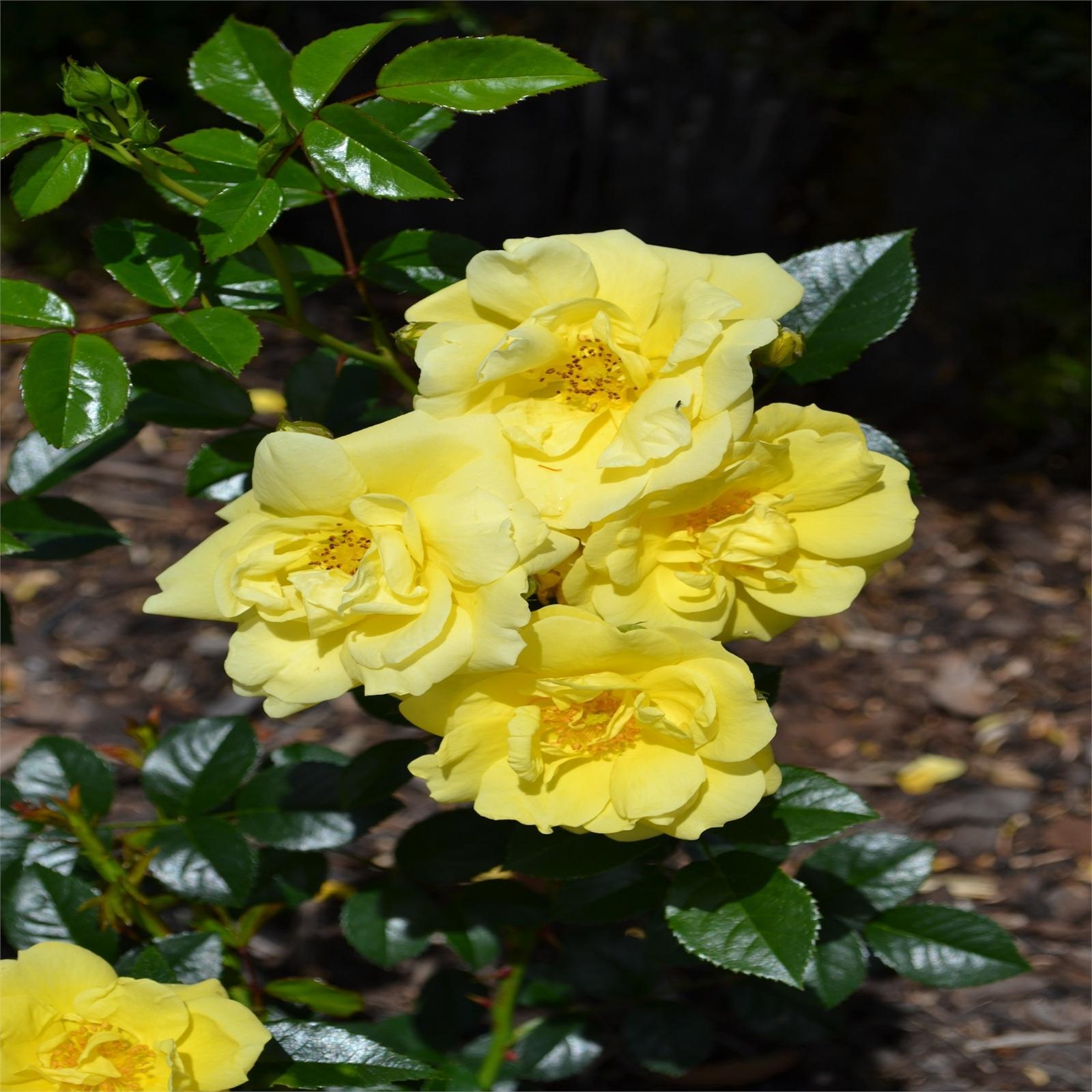 2.5L Gold Carpet Rose - Bunnings New Zealand