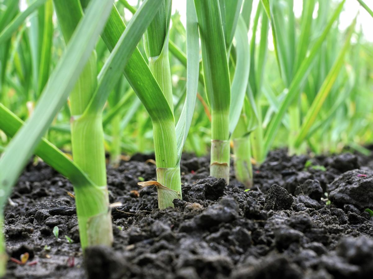 How To Grow Garlic - Bunnings New Zealand