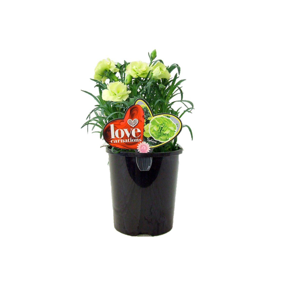 1.5L Love Carnation Sphere - Dianthus caryophyllus - Bunnings New Zealand
