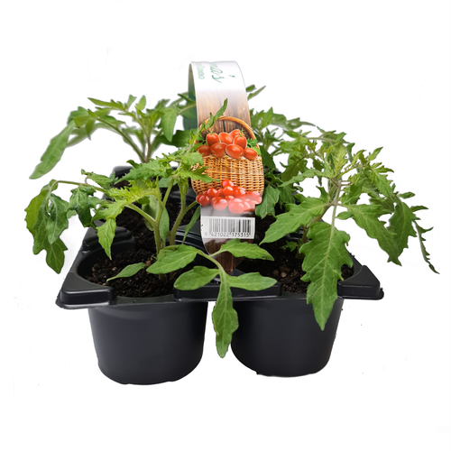 Tomato Combo - 6 Pack - Bunnings New Zealand