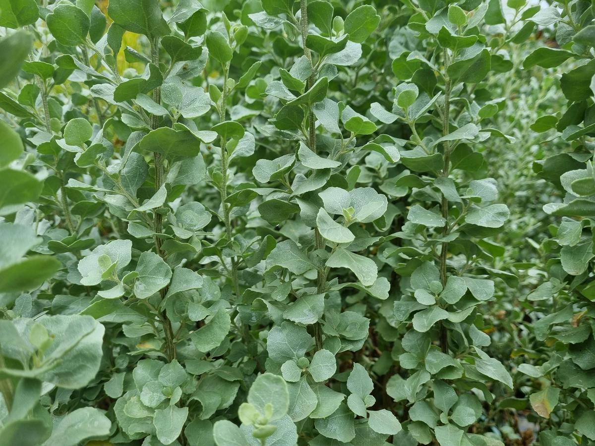 How To Grow Old Man Saltbush - Bunnings Australia
