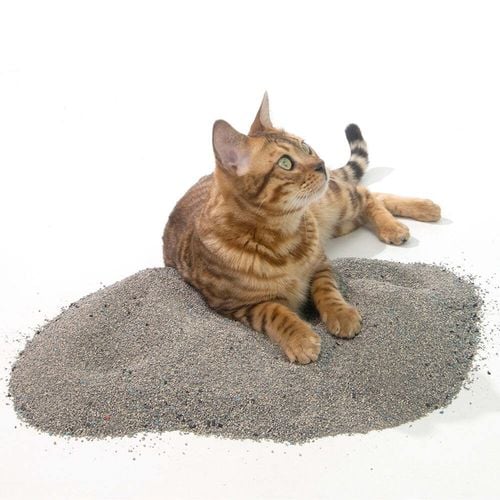 Activated charcoal outlet cat litter