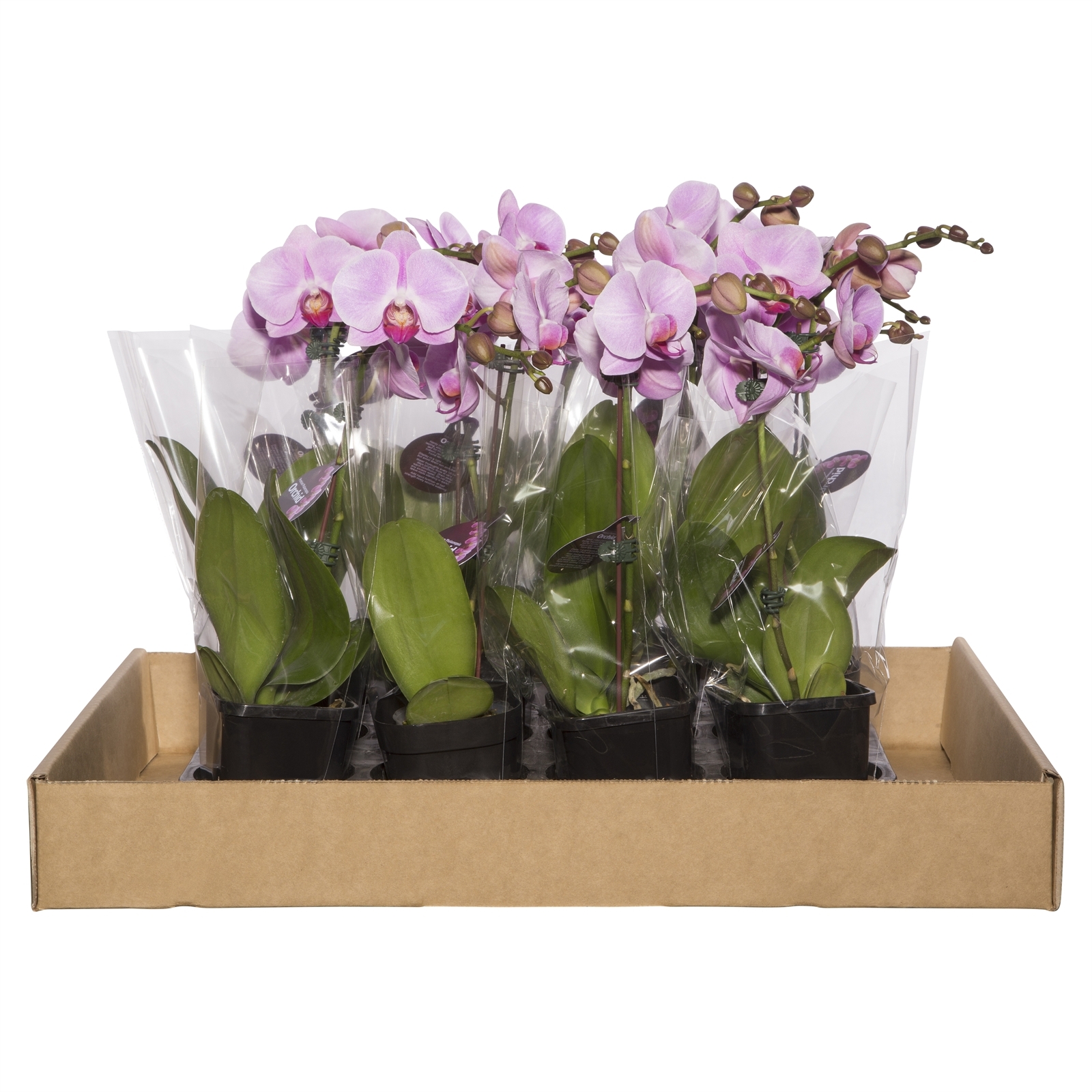 85mm Mini Pink Single Moth Orchid Phalaeonopsis Box Of 12
