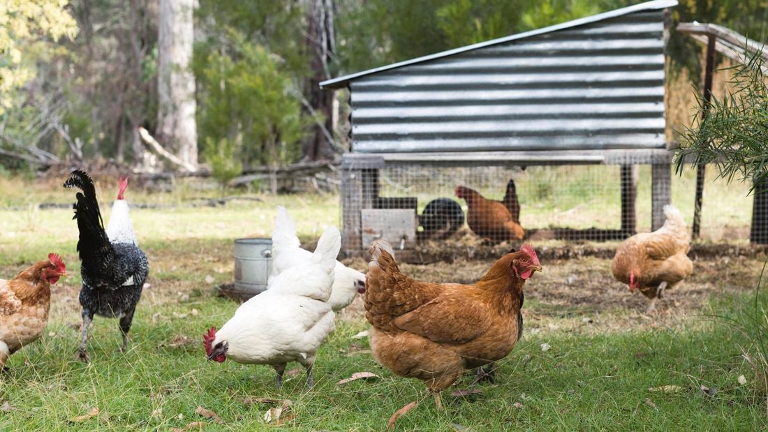 Chook pens hot sale bunnings