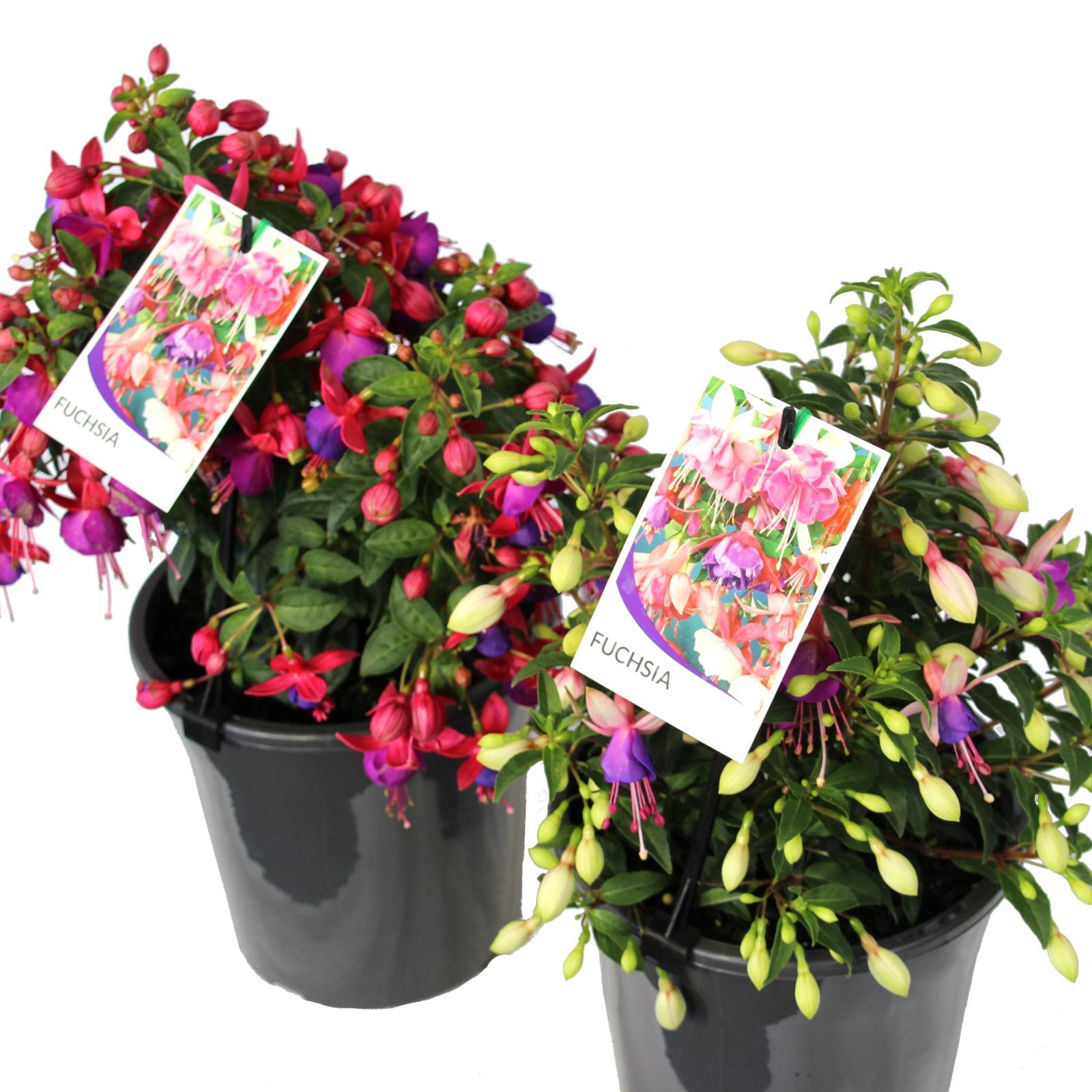 180mm Assorted Fuchsia - Bunnings Australia