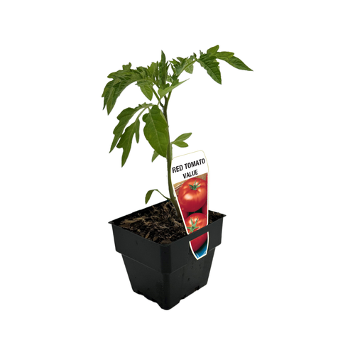 Lycopersicon esculentum 'Wonderstar Red' Tomato | Garden Center Marketing