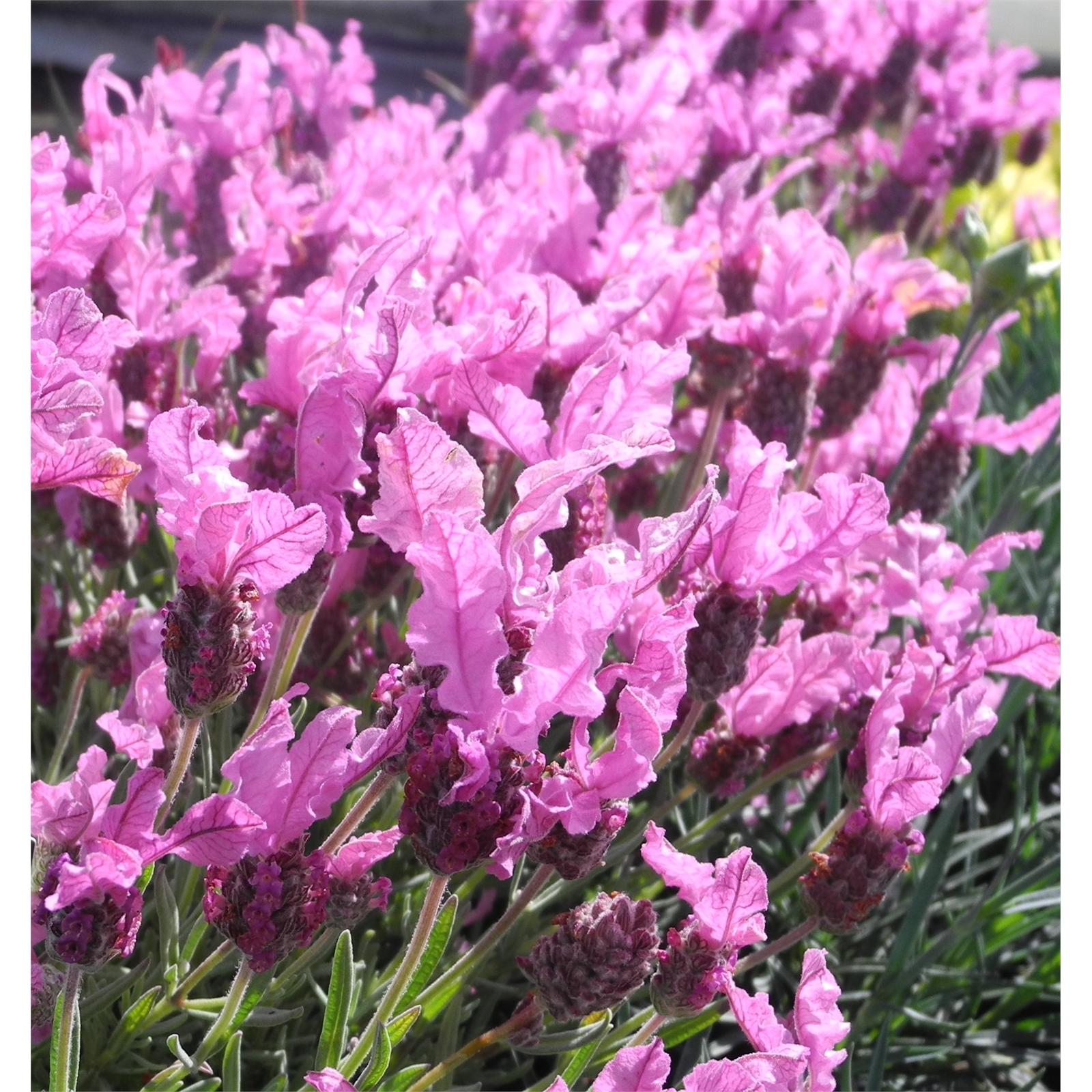 1.5L The Princess Lavender Lavender pedunculata Bunnings New Zealand
