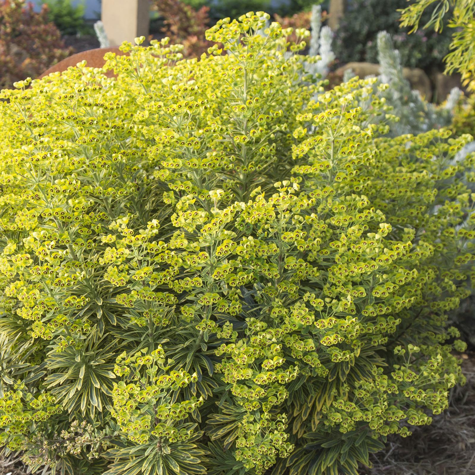 140mm Ascot Rainbow Spurge - Euphorbia martinii - Bunnings Australia