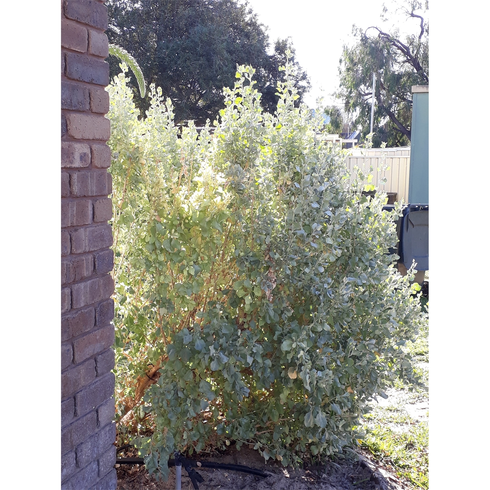 140mm Old Man Saltbush - Atriplex nummularia - Tucker Bush Range ...