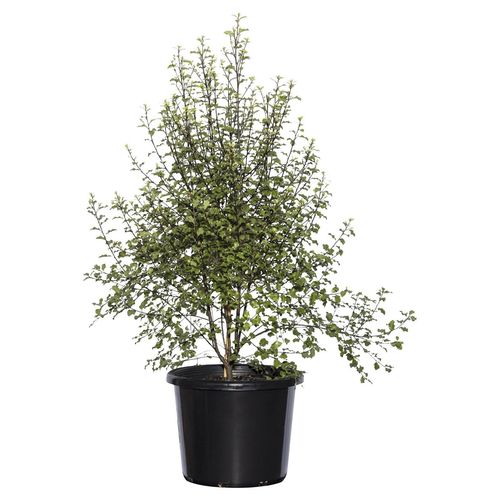 270mm Screenmaster - Pittosporum tenuifolium - Bunnings Australia