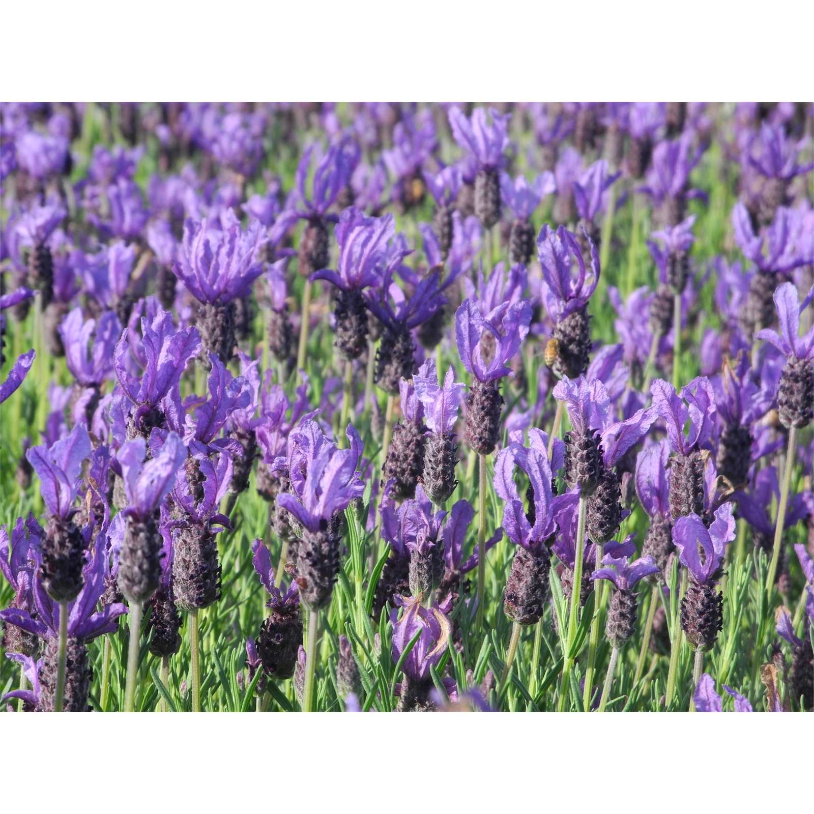 1.5L Lavender Lavendula winter Lace Bunnings New Zealand