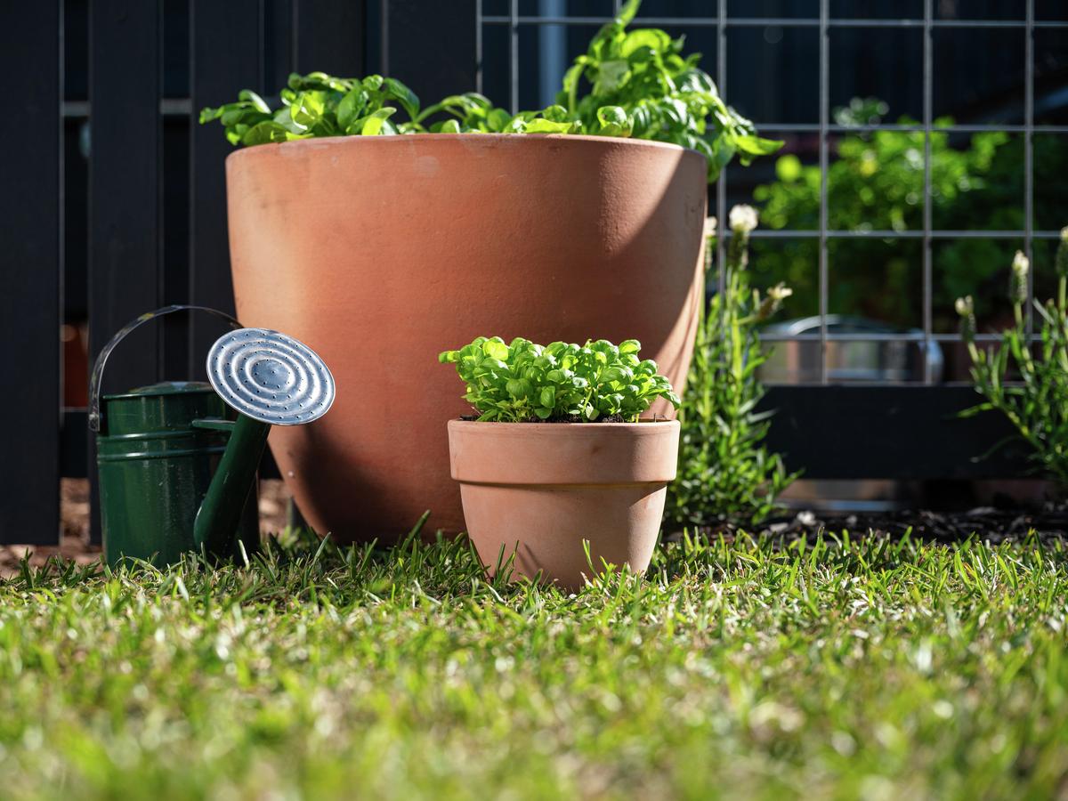Patch To Plate: Basil - Bunnings Australia