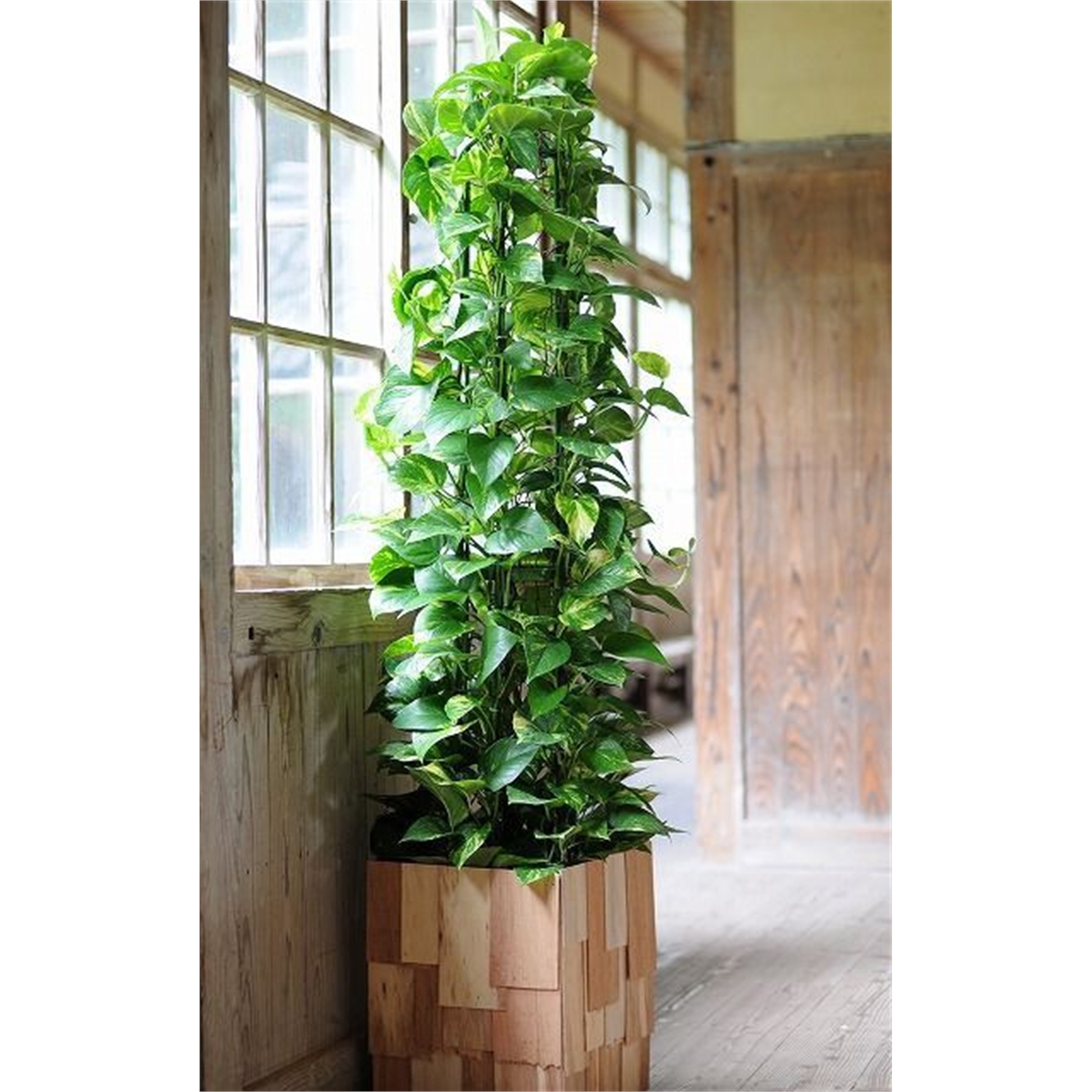 200mm Pothos Totem Epipremnum aureum Bunnings Australia