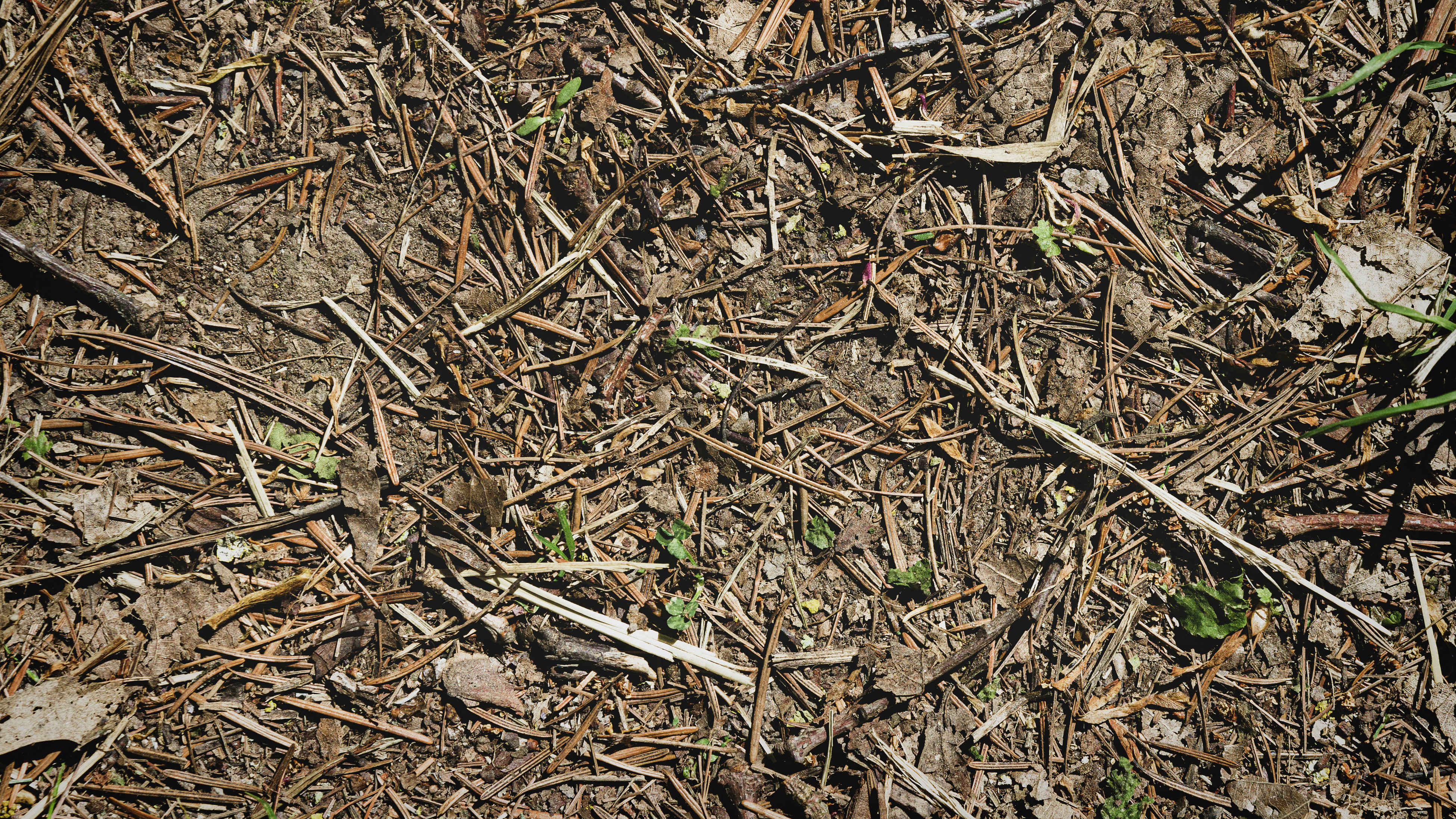 Overhead shot of dead and brown grass caused by lawn pests