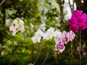A variety of white and pink orchid plants.