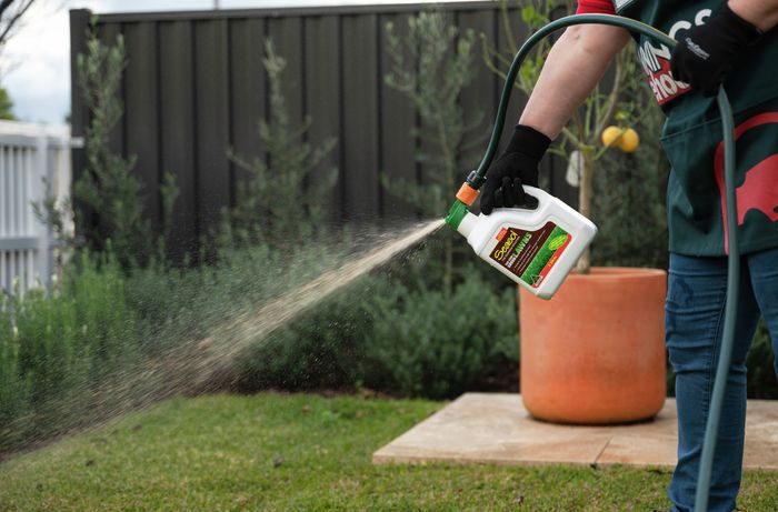 How To Care for Your Lawn In Winter - Bunnings Australia