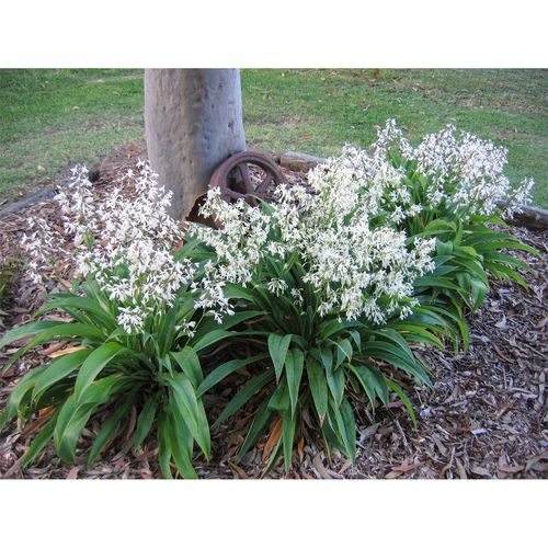 140mm Renga Renga Lily - Arthropodium cirrhatum Te Puna - Bunnings ...
