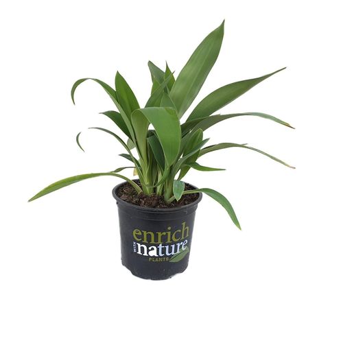 2L Rengarenga Lily - Arthropodium cirratum Matapouri Bay - Bunnings New ...