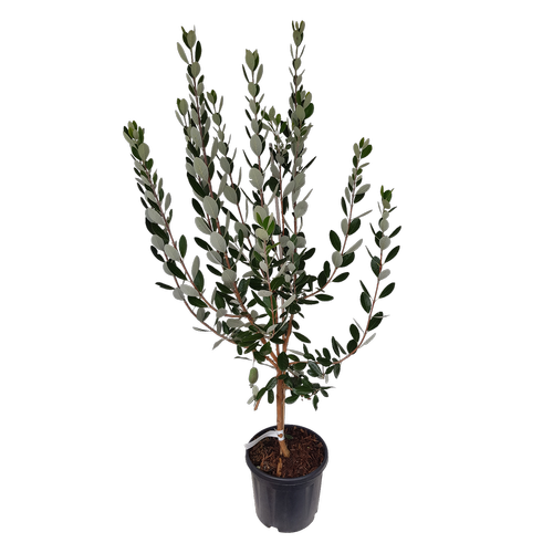 Pianta Di Feijoa Pianta Feijoa Sellowiana Vaso 22cm - Alberello Da - 4