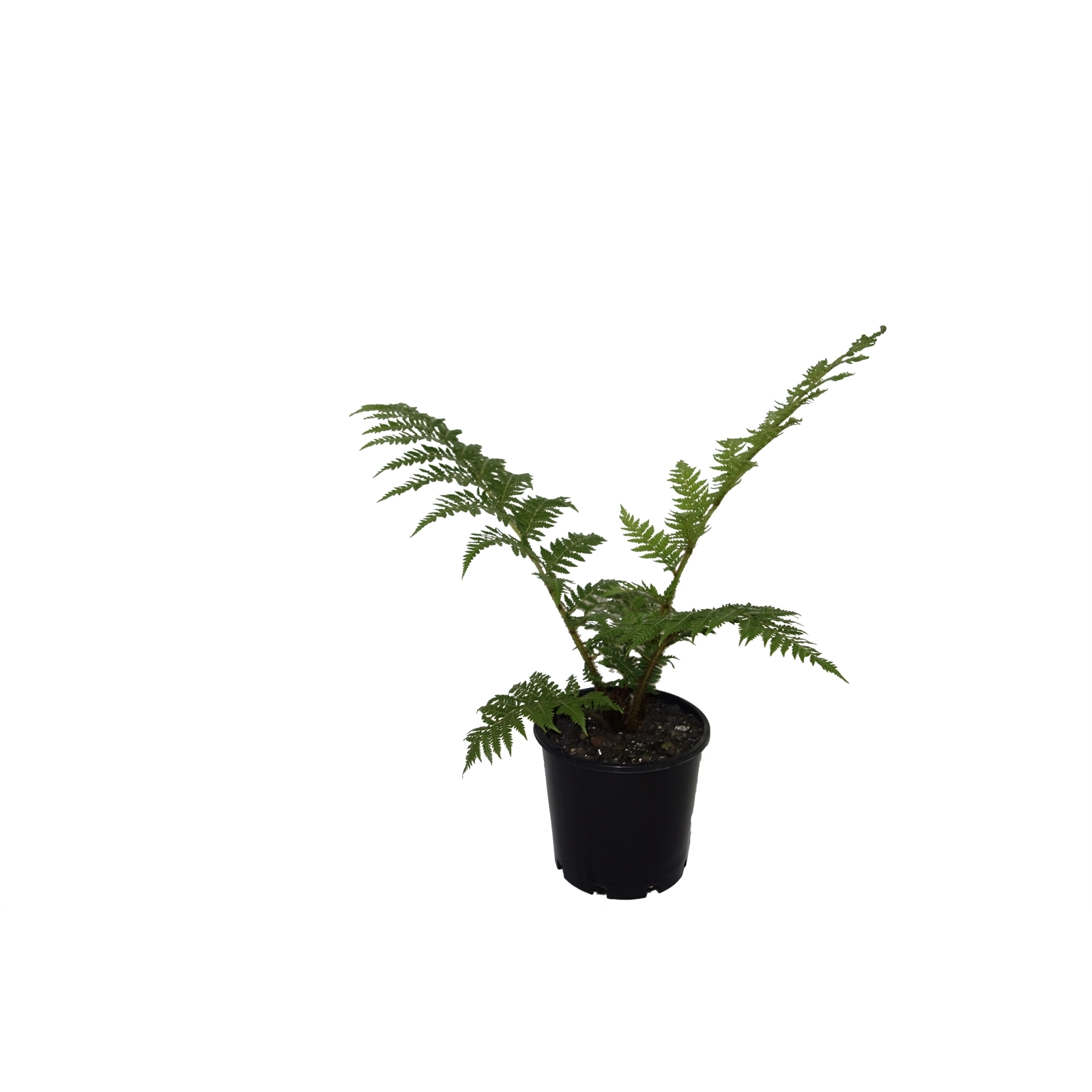 200mm Coin Spotted Tree Fern - Cyathea cooperi - Bunnings Australia