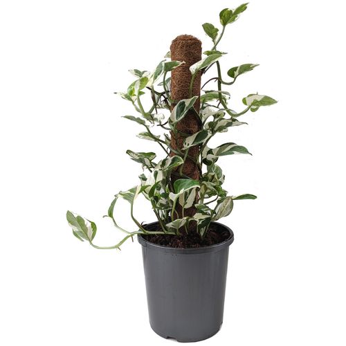 Plantgreen House Range 170mm Epi Snow Queen Totem Bunnings Australia