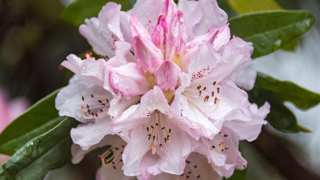 How To Plant And Care For A Rhododendron - Bunnings New Zealand