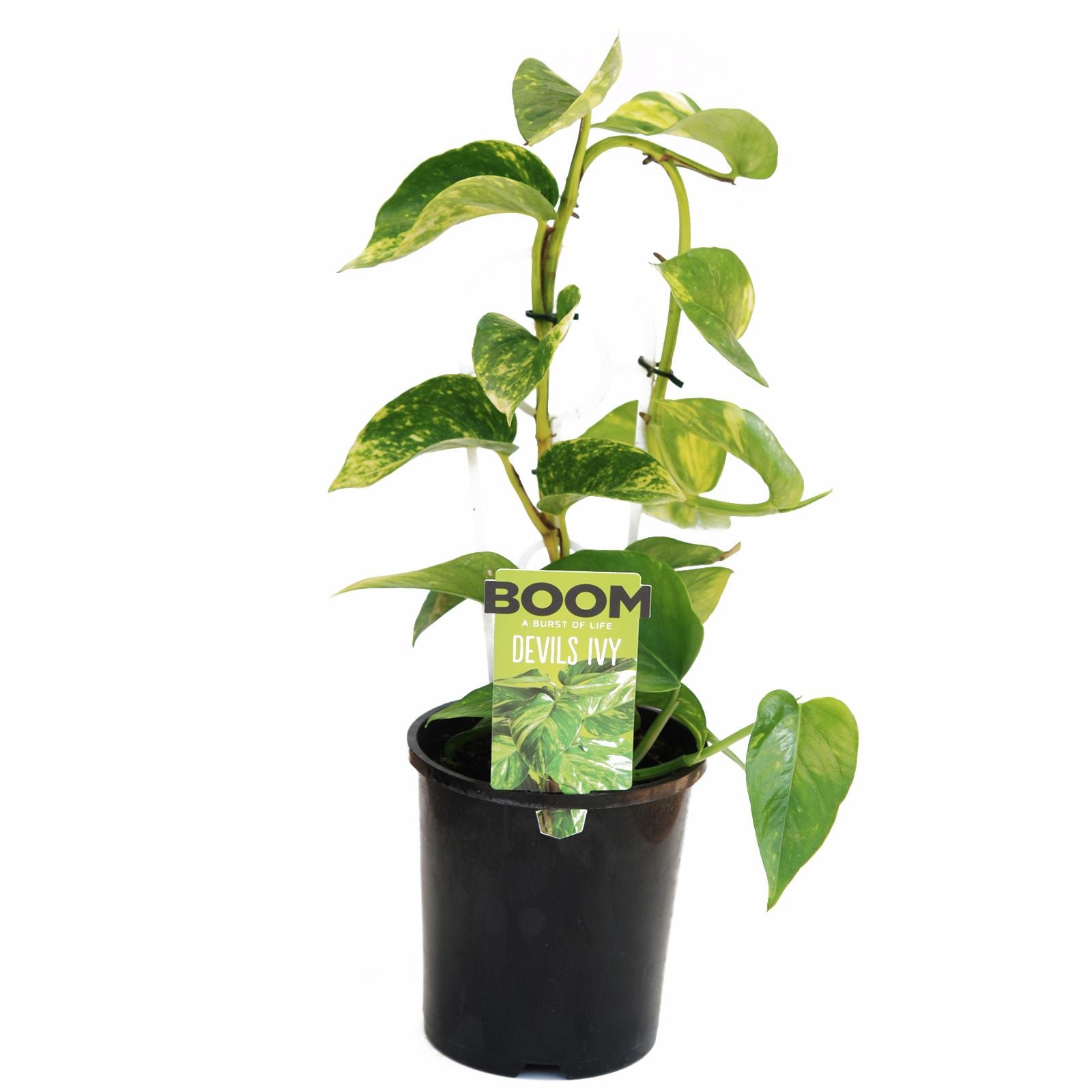 140mm Devils Ivy Epipremnum Aureum Bunnings Australia