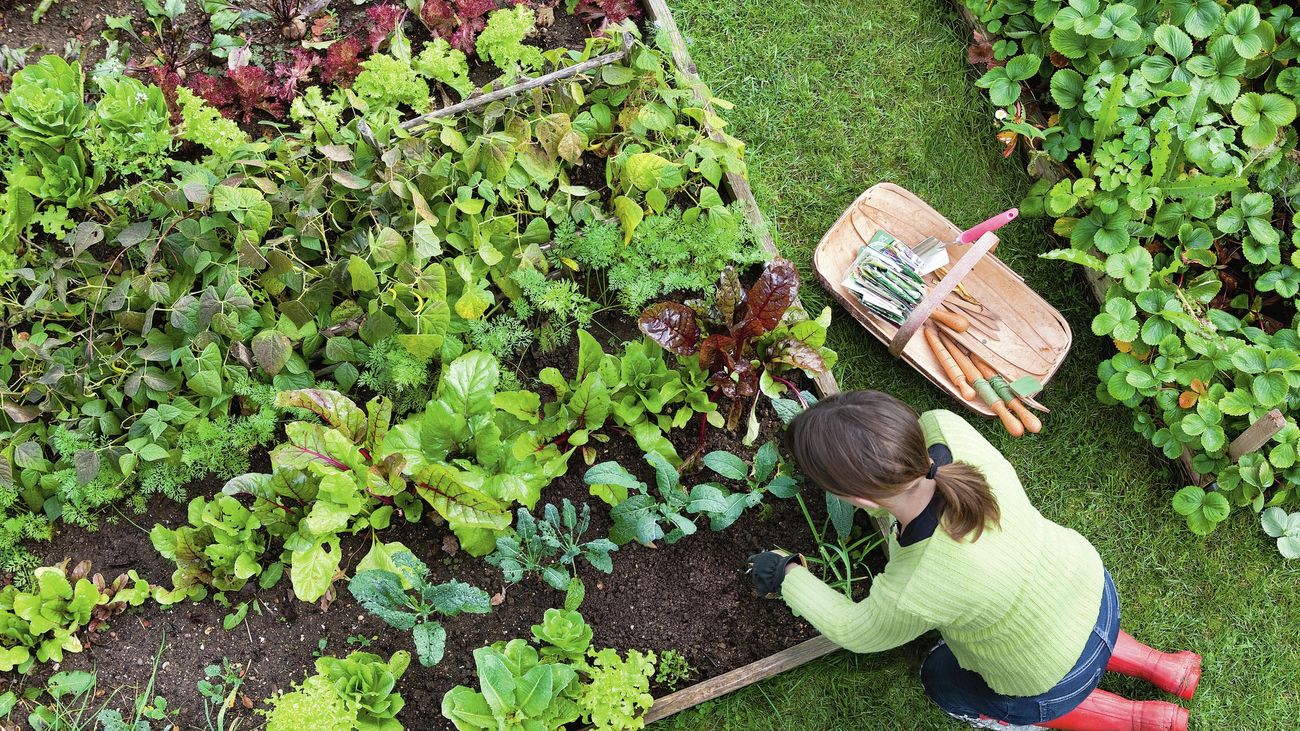 Prepare Your Veggie Patch For Spring - Bunnings New Zealand