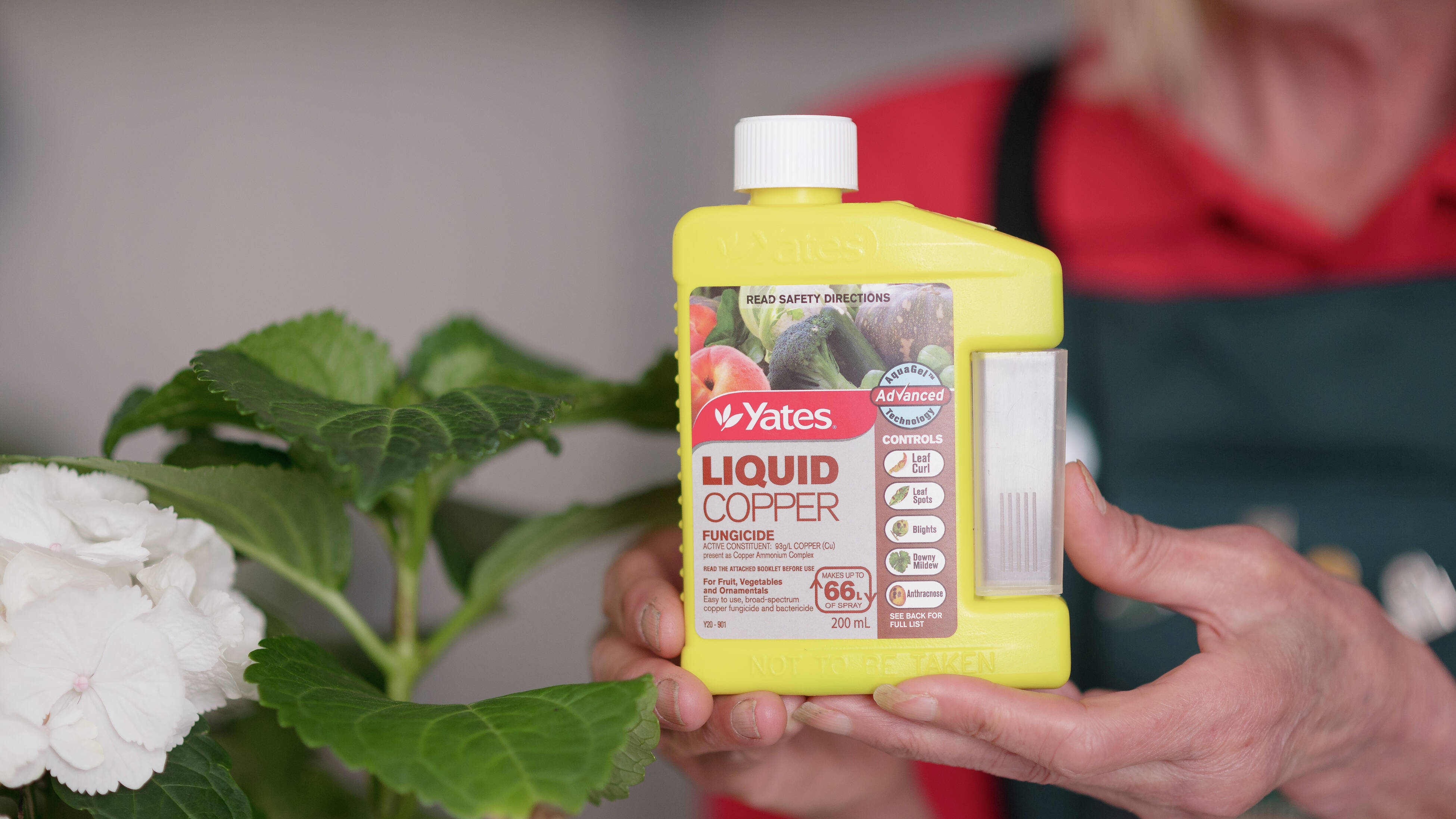 How To Maintain Healthy Hydrangeas - Bunnings Australia