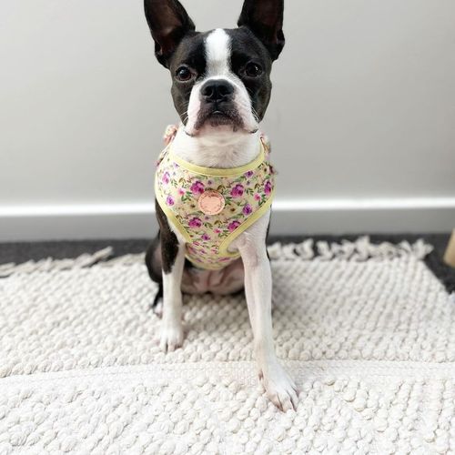 Holly & Co Ruby 150cm Stylish Dog Rope Lead / Leash - Bunnings Australia