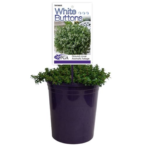 140mm White Buttons Thymus serpyllum Album Bunnings Australia