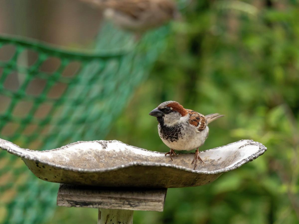 Photo inspiration: Picture Idea: Bird Supplies Accessories