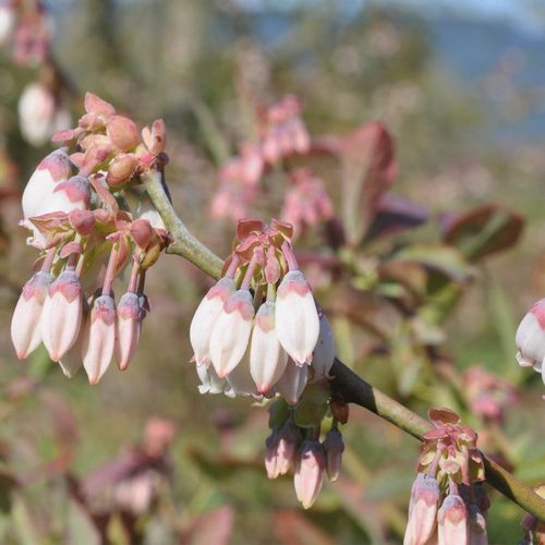1.9L Plant Blueberry Rahi - Vaccinium spp - Bunnings New Zealand