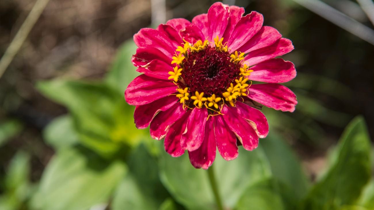 how-to-start-a-flower-garden-13-essential-steps-bunnings-australia