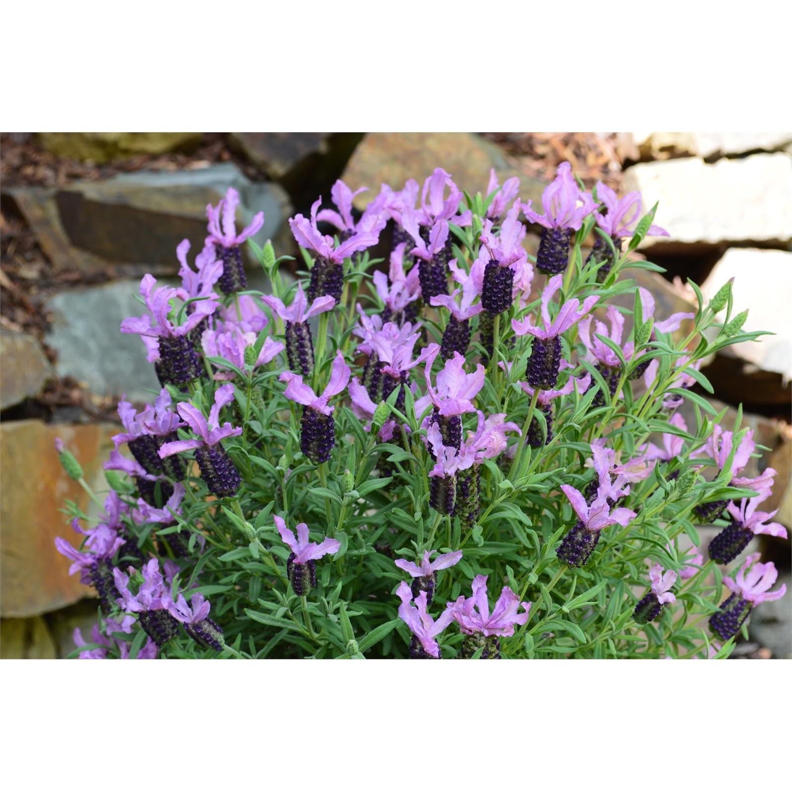 140mm Lavender 'Winter Lace' Lavandula pedunculata Bunnings Australia