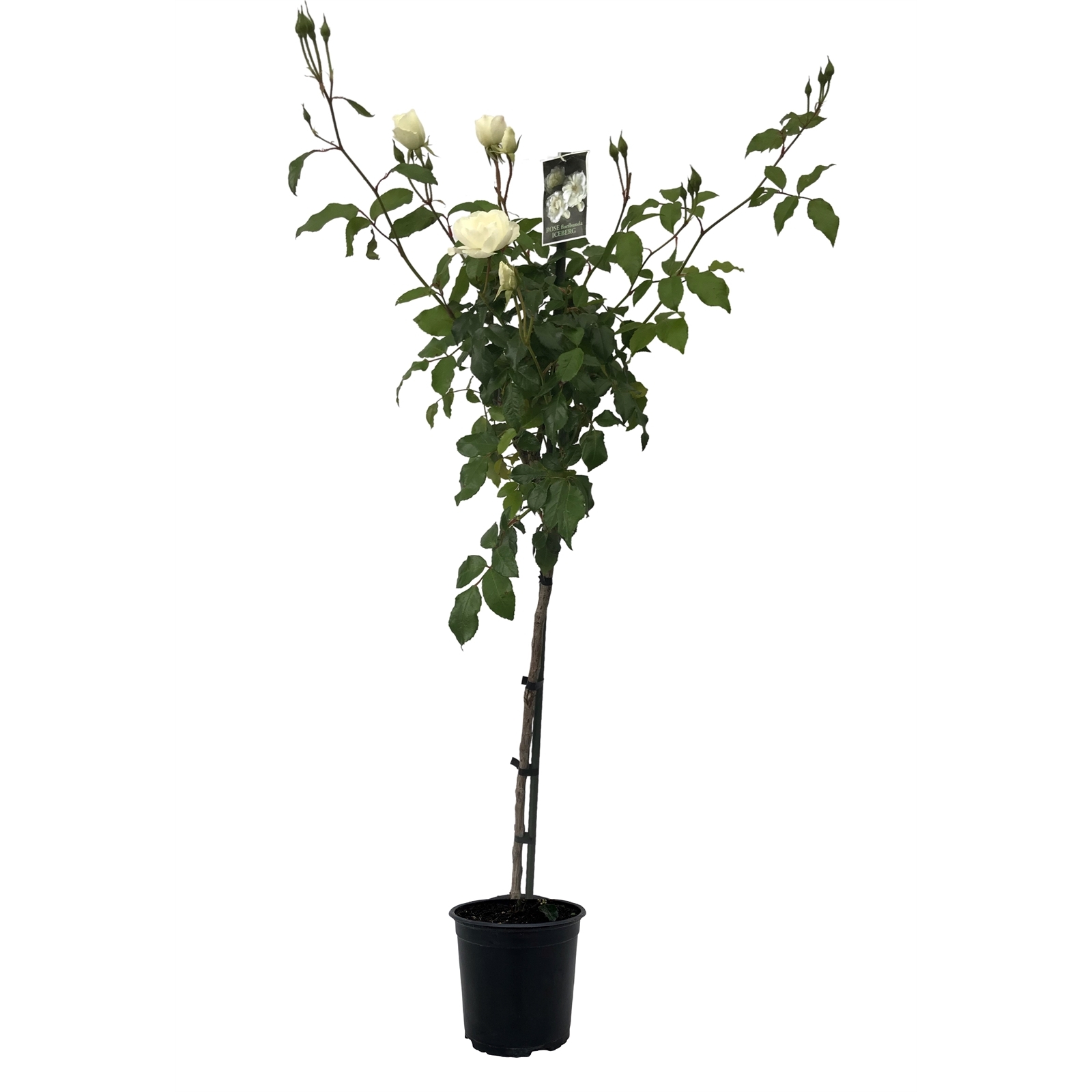 6L Rose Standard Iceberg - Rosa - Bunnings New Zealand