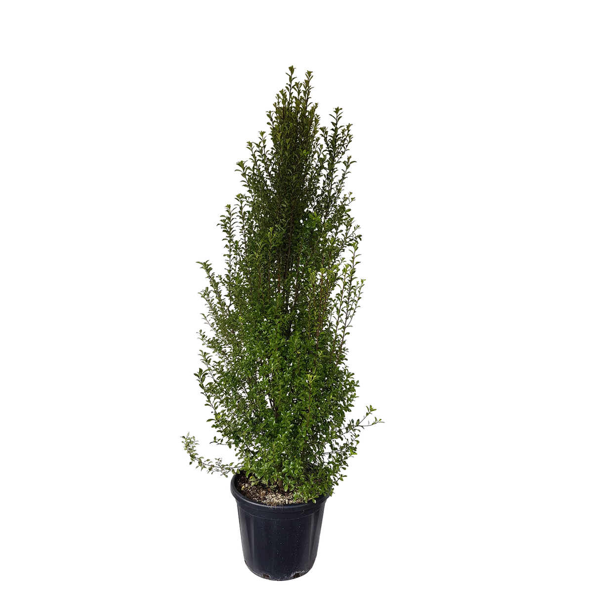 30L Black Matipo - Pittosporum tenuifolium Jade - Bunnings New Zealand