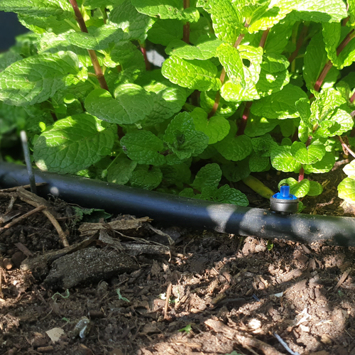 Maze 50 x PC Drippers with 25m Polytube Kit - Bunnings Australia