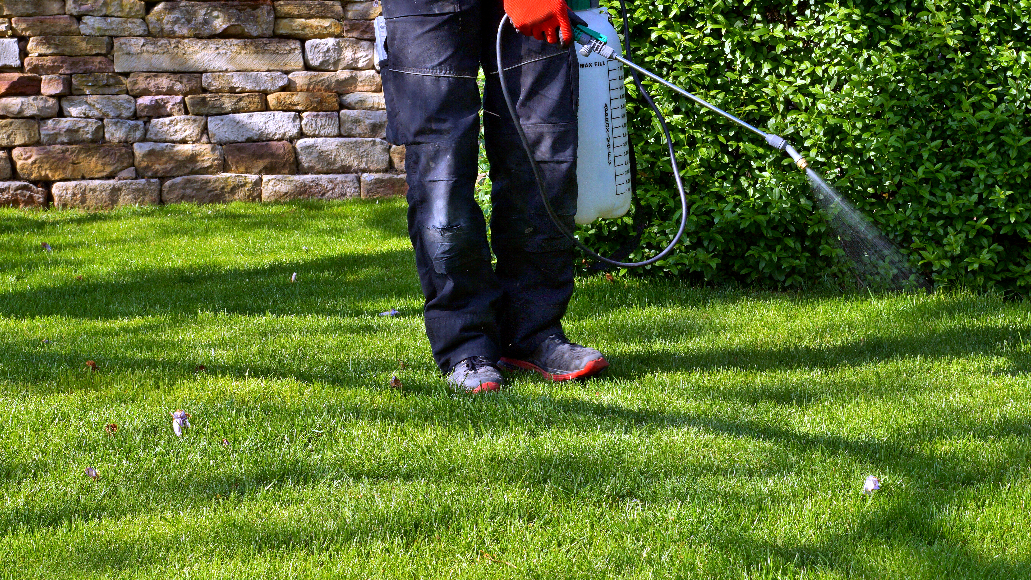 Person spraying their lawn with pesticide
