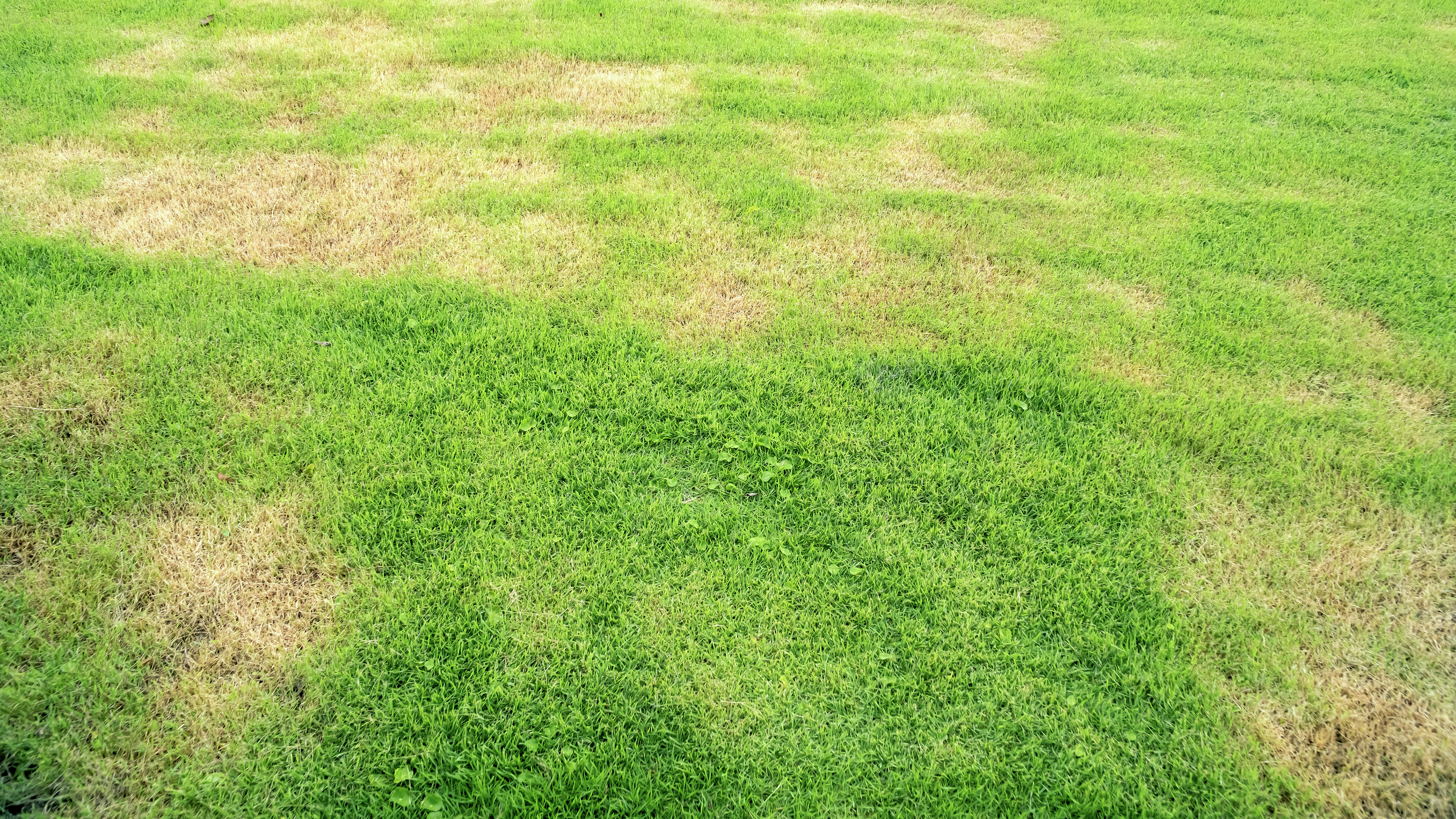 Overhead shot of a brown, patchy, dead grass