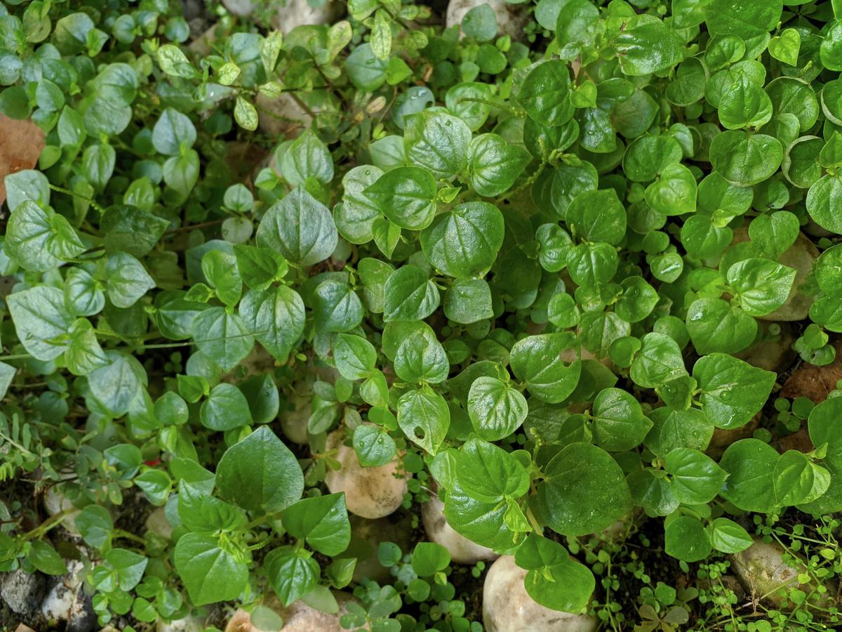 How To Grow And Propagate Peperomias - Bunnings Australia